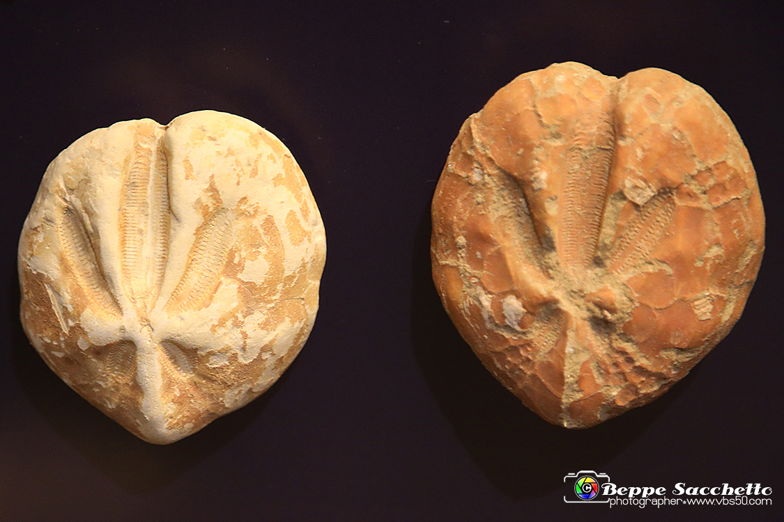 VBS_9185 - Museo Paleontologico - Asti.jpg